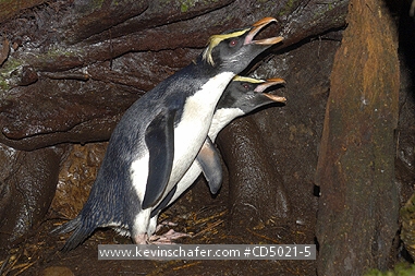 PENGUINS, FIORDLAND CRESTED: (Eudyptes pachyrhynchus)  New Zealand, West coast, South Island, Courting pair of fiordland crested penguins.