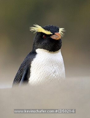 PENGUINS, FIORDLAND CRESTED: (Eudyptes pachyrhynchus)  New Zealand, Westland, Knights Point, Fiordland crested penguin walking on the beach.