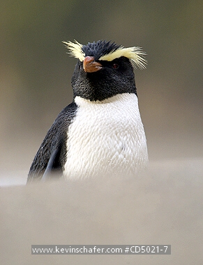 PENGUINS, FIORDLAND CRESTED: (Eudyptes pachyrhynchus)  New Zealand, Westland, Knights Point, Fiordland crested penguin walking on the beach.