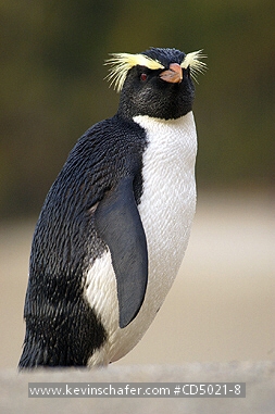 PENGUINS, FIORDLAND CRESTED: (Eudyptes pachyrhynchus)  New Zealand, Westland, Knights Point, Fiordland crested penguin walking on the beach.