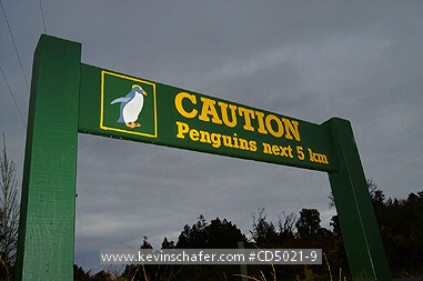 NEW ZEALAND: New Zealand, South Island, Jackson's Bay, Penguin road sign.