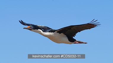 CORMORANT, IMPERIAL: (Phalacrocorax atriceps) in flight, Sea Lion Island, Falkland Islands.