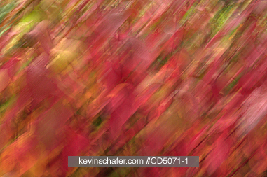 LEAVES: Autumn leaves in motion (blur pan), digital.