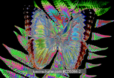 BUTTERFLY, MORPHO: Morpho butterfly, digitally enhanced.