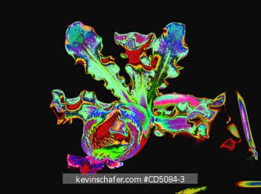 FLOWER: Orchid, digitally enhanced.