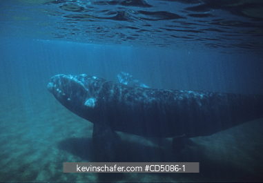 WHALE, SOUTHERN RIGHT: (Eubalaena australis) Mother with calf underwater, Valdes Peninsula, Patagonia, Argentina, November.