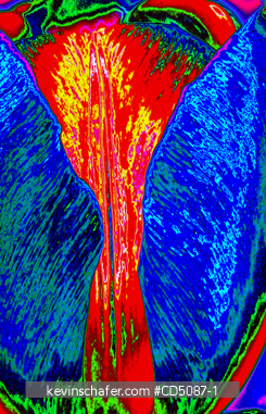 TULIP: Blossom detail, digitally enhanced.