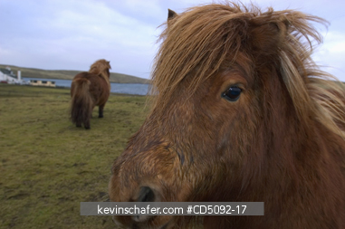 SCOTLAND, SHETLAND ISLANDS: Shetland Pony, Tiny horse bred in these remote islands.  SHETLAND