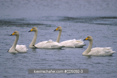SWANS, WHOOPER: WHOOPER SWAN (Cygnus cygnus) wintering in small pond  SHETLAND ISLANDS Scotland  UK