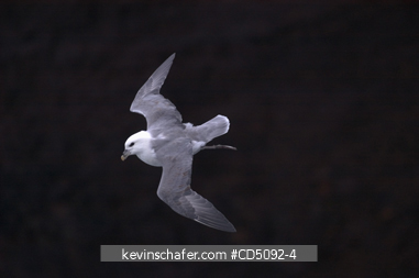 FULMAR, NORTHERN: Northern Fulmar in flight (Fulmarus glacialis) in winter strorm. SHETLAND ISLANDS Scotland UK