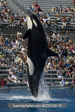WHALE, ORCA: (Orcinus orca) Killer Whale, captive SeaWorld, San Diego, California.