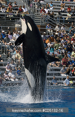 WHALE, ORCA: (Orcinus orca) Killer Whale, captive SeaWorld, San Diego, California.