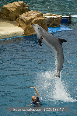DOLPHIN, BOTTLENOSE: (Tursiops truncatus), leaping out of water, captive, SeaWorld, San Diego, California.