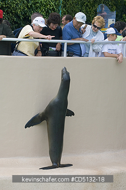 SEA LION, CALIFORNIA: (Zalophus californianus), looking at tourists, captive, SeaWorld, San Diego, California.
