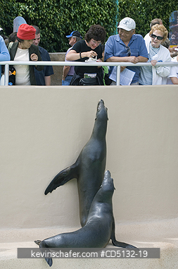 SEA LION, CALIFORNIA: (Zalophus californianus), two looking at tourists, captive, SeaWorld, San Diego, California.