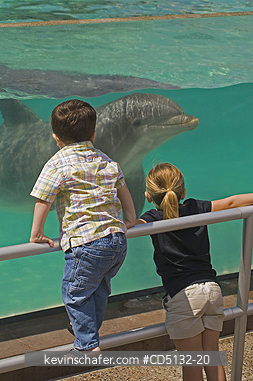 DOLPHIN, BOTTLENOSE: (Tursiops truncatus), swimming by viewing window, captive, SeaWorld, San Diego, California.