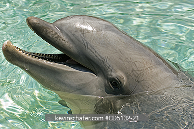 DOLPHIN, BOTTLENOSE: (Tursiops truncatus), in water, captive, SeaWorld, San Diego, California.