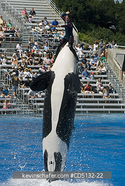 WHALE, ORCA: (Orcinus orca) Killer Whale, captive SeaWorld, San Diego, California.