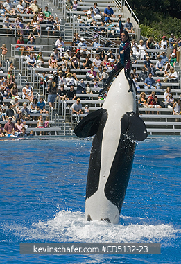 WHALE, ORCA: (Orcinus orca) Killer Whale, captive SeaWorld, San Diego, California.