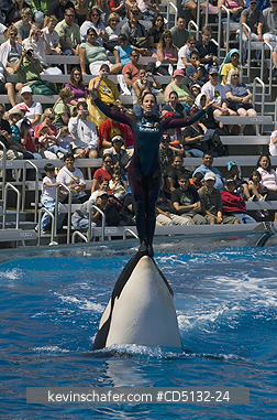 WHALE, ORCA: (Orcinus orca) Killer Whale, captive SeaWorld, San Diego, California.
