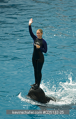 PILOT WHALE, Short-finned:  instructor riding on nose, captive, SeaWorld, San Diego, California.