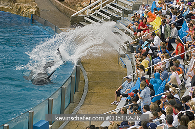 WHALES, ORCA: (Orcinus orca) Killer Whale, captive, splashing audience with fin and tails SeaWorld, San Diego, California.