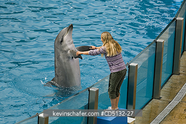 DOLPHIN, BOTTLENOSE: (Tursiops truncatus), touching audience member, captive, SeaWorld, San Diego, California.