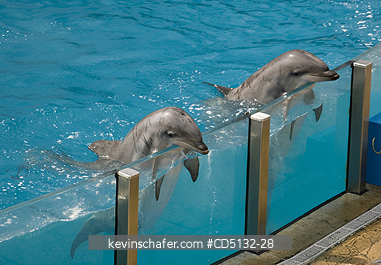 DOLPHIN, BOTTLENOSE: (Tursiops truncatus), leaning over, out of water, captive, SeaWorld, San Diego, California.