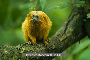 TAMARIN, GOLDEN LION: (Leontopithecus rosalia) WILD, Poco das Antas Reserve, Atlantic Forest, Southeast Brazil.