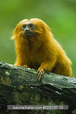 TAMARIN, GOLDEN LION: (Leontopithecus rosalia) WILD, Poco das Antas Reserve, Atlantic Forest, Southeast Brazil.
