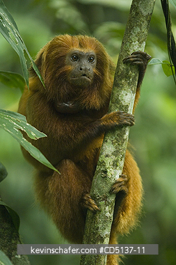 TAMARIN, GOLDEN LION: (Leontopithecus rosalia) WILD, Poco das Antas Reserve, Atlantic Forest, Southeast Brazil. RE-INTRODUCED  MALE WITH RADIO COLLAR ATTACHED