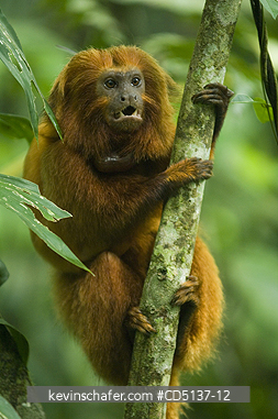 TAMARIN, GOLDEN LION: (Leontopithecus rosalia) WILD, Poco das Antas Reserve, Atlantic Forest, Southeast Brazil.  
RE-INTRODUCED  MALE WITH RADIO COLLAR ATTACHED