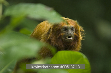 TAMARIN, GOLDEN LION: (Leontopithecus rosalia) WILD, Poco das Antas Reserve, Atlantic Forest, Southeast Brazil.