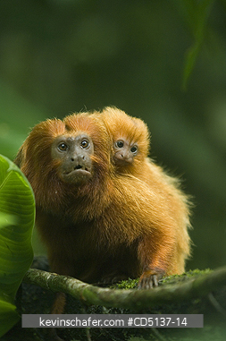 TAMARIN, GOLDEN LION: (Leontopithecus rosalia) WILD, adult male with baby, Poco das Antas Reserve, Atlantic Forest, Rio State. Southeast Brazil.