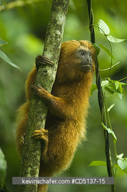 TAMARIN, GOLDEN LION: (Leontopithecus rosalia) WILD, Poco das Antas Reserve, Atlantic Forest, Southeast Brazil.