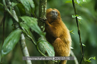 TAMARIN, GOLDEN LION: (Leontopithecus rosalia) WILD, Poco das Antas Reserve, Atlantic Forest, Southeast Brazil.