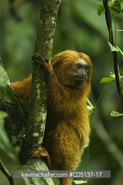 TAMARIN, GOLDEN LION: (Leontopithecus rosalia) WILD, Poco das Antas Reserve, Atlantic Forest, Southeast Brazil.