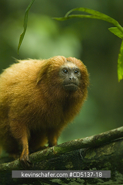 TAMARIN, GOLDEN LION: (Leontopithecus rosalia) WILD, Poco das Antas Reserve, Atlantic Forest, Southeast Brazil.