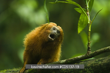 TAMARIN, GOLDEN LION: (Leontopithecus rosalia) WILD, Poco das Antas Reserve, Atlantic Forest, Southeast Brazil.