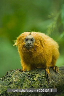 TAMARIN, GOLDEN LION: (Leontopithecus rosalia) WILD, Poco das Antas Reserve, Atlantic Forest, Southeast Brazil.