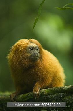 TAMARIN, GOLDEN LION: (Leontopithecus rosalia) WILD, Poco das Antas Reserve, Atlantic Forest, Southeast Brazil.
