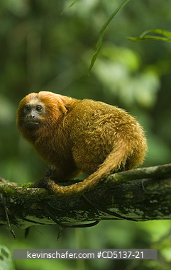 TAMARIN, GOLDEN LION: (Leontopithecus rosalia) WILD, Poco das Antas Reserve, Atlantic Forest, Southeast Brazil.