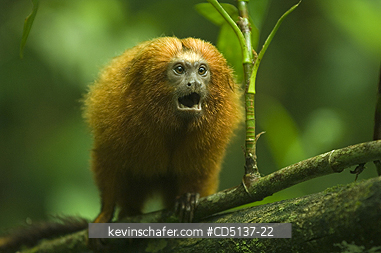 TAMARIN, GOLDEN LION: (Leontopithecus rosalia) WILD, Poco das Antas Reserve, Atlantic Forest, Southeast Brazil.