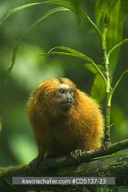 TAMARIN, GOLDEN LION: (Leontopithecus rosalia) WILD, Poco das Antas Reserve, Atlantic Forest, Southeast Brazil.