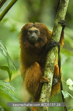 TAMARIN, GOLDEN LION: (Leontopithecus rosalia) WILD, Poco das Antas Reserve, Atlantic Forest, Southeast Brazil.