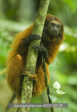 TAMARIN, GOLDEN LION: (Leontopithecus rosalia) WILD, Poco das Antas Reserve, Atlantic Forest, Southeast Brazil.