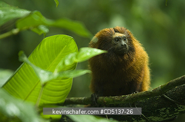 TAMARIN, GOLDEN LION: (Leontopithecus rosalia) WILD, Poco das Antas Reserve, Atlantic Forest, Southeast Brazil.