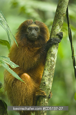 TAMARIN, GOLDEN LION: (Leontopithecus rosalia) WILD, Poco das Antas Reserve, Atlantic Forest, Southeast Brazil.