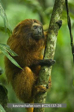 TAMARIN, GOLDEN LION: (Leontopithecus rosalia) WILD, Poco das Antas Reserve, Atlantic Forest, Southeast Brazil.