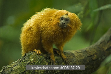 TAMARIN, GOLDEN LION: (Leontopithecus rosalia) WILD, Poco das Antas Reserve, Atlantic Forest, Southeast Brazil.